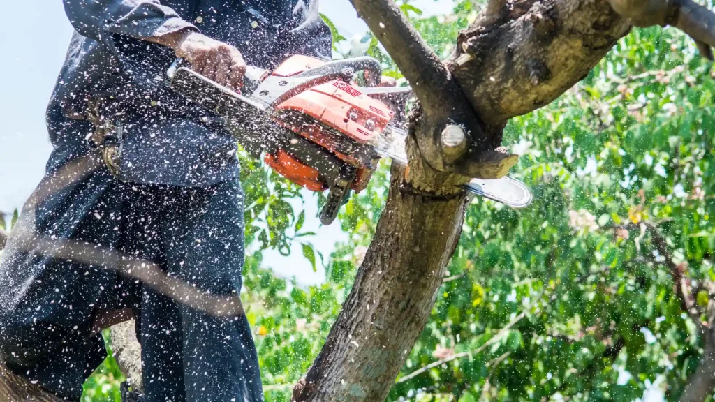 Axel tree services Lorain OH-27-tree triming 3