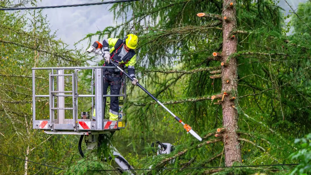 Axel tree services Lorain OH-28-tree triming 4
