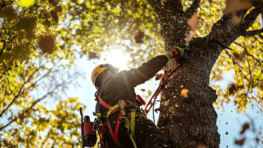 Axel tree services Lorain OH-30-tree triming 6