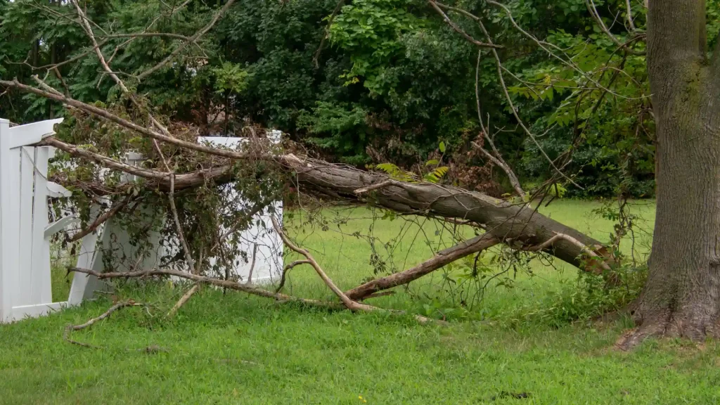 Axel tree services Lorain OH-6-emergency tree service 3